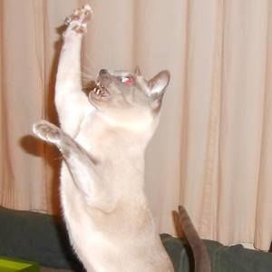 Meet your Posher, Edie